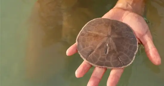 Sand Dollars Mysterious creatures that cause many misunderstandings.