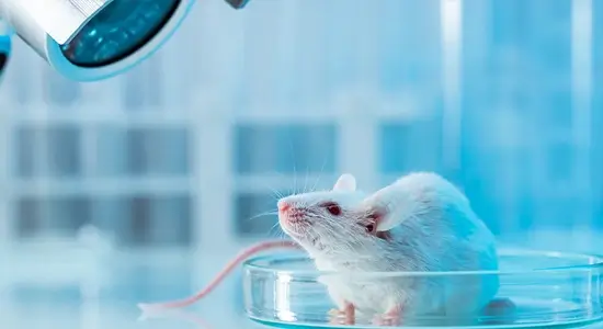 The FDA has announced the beginning of reducing suffering in laboratory animals.