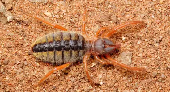 Camel Spider