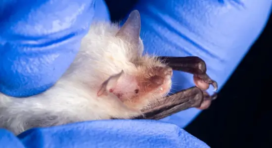 Leucistic Bat