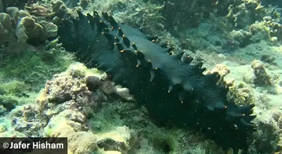 Sea Cucumber