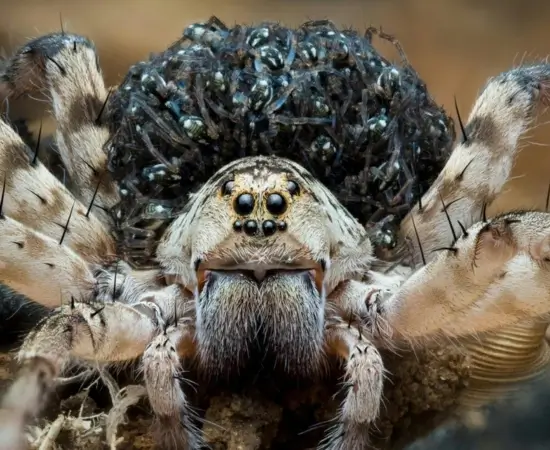 Wolf Spider Habitat