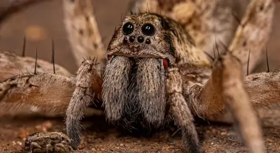 Wolf Spider