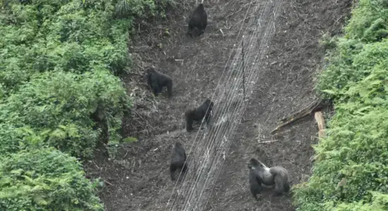 Gorilla Wildlife Trade