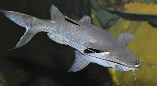 The Fish That Lives Life Backwards