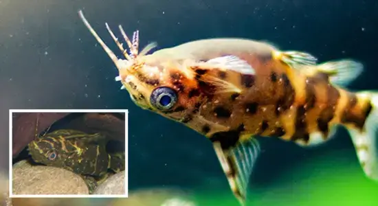 Upside-Down Catfish
