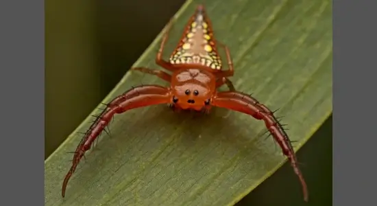 Walckenaer’s Studded Triangular Spider