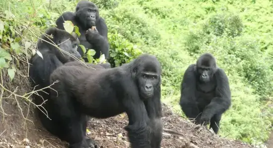 four gorillas