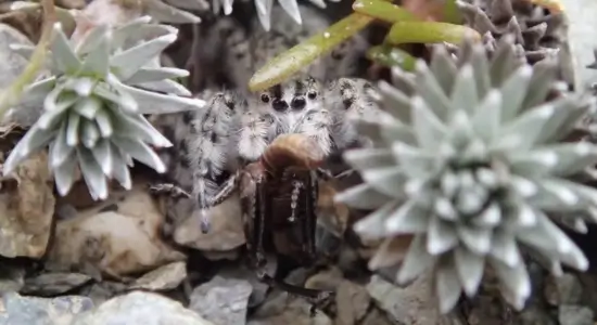 Spider Genus Full of Character
