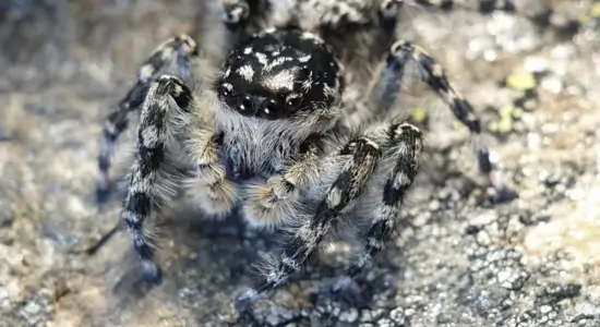 new jumping spider genus discovered in New Zealand