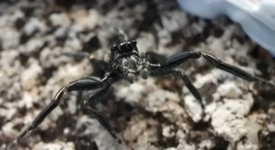 new jumping spider
