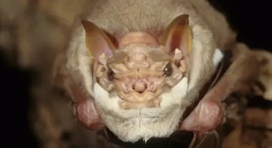masked seducer bat