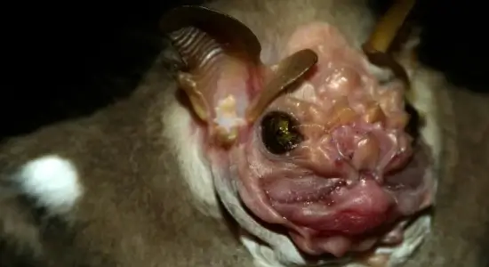 unique bat behavior