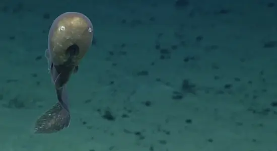 Faceless Cusk Eel Rediscovered After 144 Years