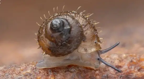 Hairy Snail