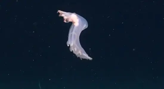 sea pig dancing deep pacific