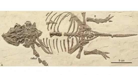 Ankylosaur Hatchling Fossil