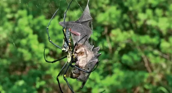Bat Eating Spiders