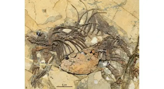 Hatchling Fossil, Tiny