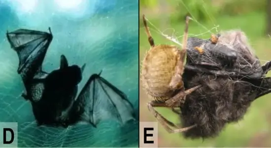 Spiders Hunting Bats