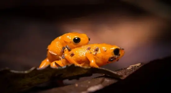 Pumpkin Toadlet