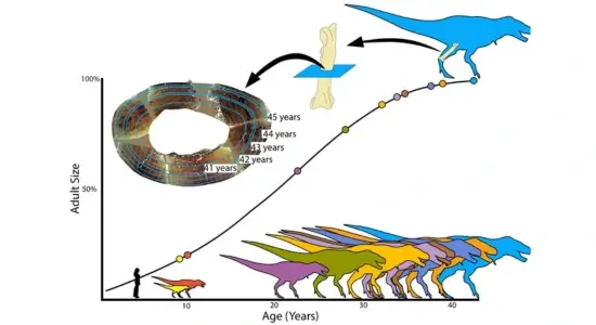 Dinosaur Growth T-Rex