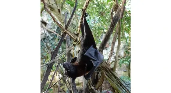 Pteropus bat feeding on date palm sap causing Nipah virus transmission.