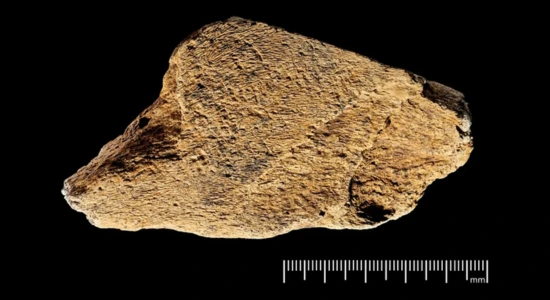 oldest elephant bone tool