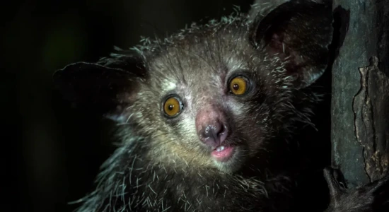 Aye-Aye Scientific Facts