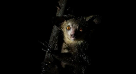 The Aye-Aye