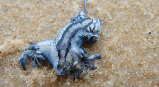 blue dragon sea slug venom