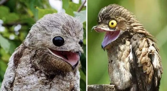 terrifying ghost bird call