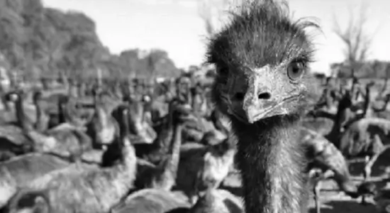 Australian Wildlife Emu