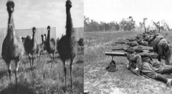 Great Emu War