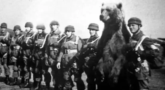 Polish army bear in WWII