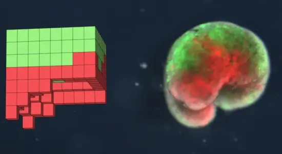 living robots made from frog cells