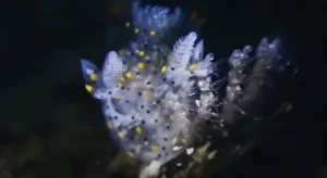 Thecacera sesama
