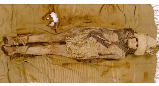 3,600-year-old kefir cheese
