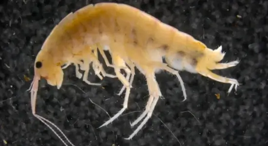 A Tree-Dwelling Shrimp