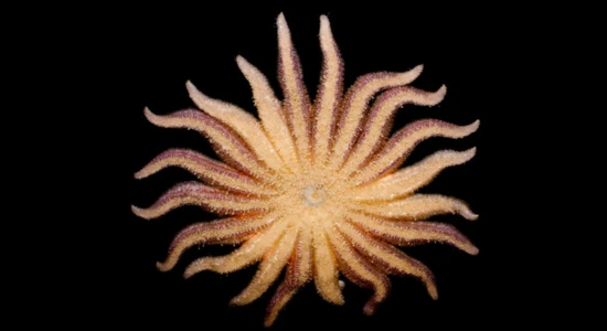 Sunflower Sea Star