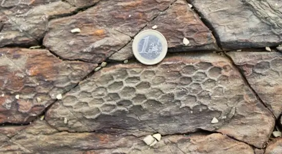 mysterious hexagonal trace fossil