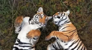 rare wild tiger alloparenting behavior