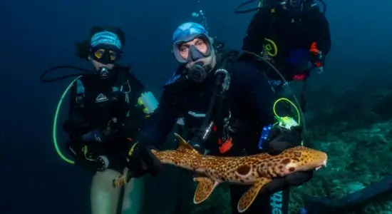 tiny adorable new walking shark
