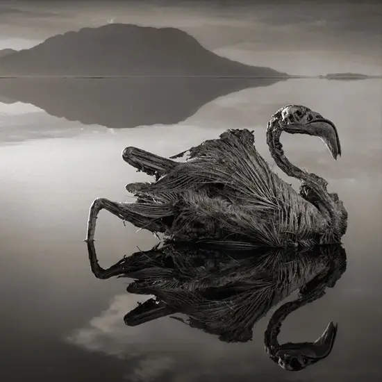lake that turns animals to stone