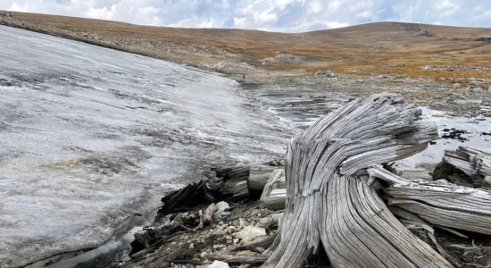 Beartooth Plateau frozen forest