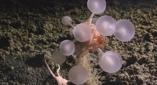 Death Ball Sponge