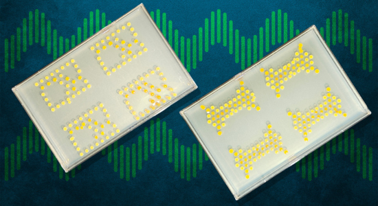 bacterial transistors MIT