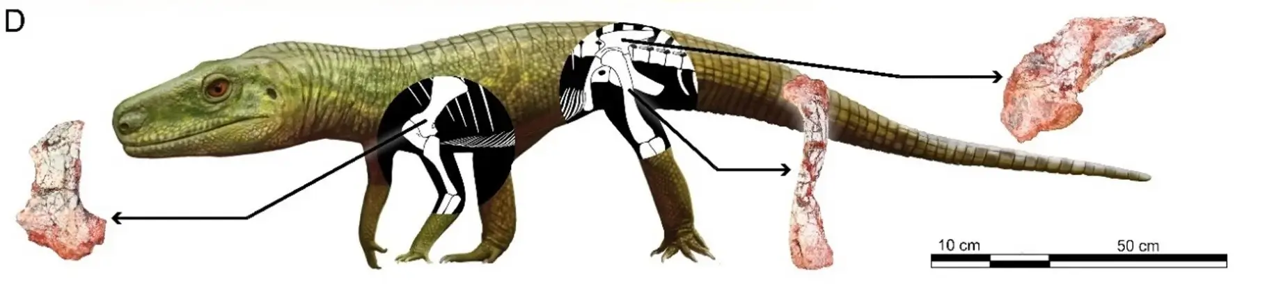 Researchers revealing the rediscovered Silescelida acristata fossil fragment